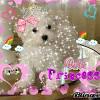 Find the right dog and live happy today. Https Encrypted Tbn0 Gstatic Com Images Q Tbn And9gcsnkefkphnytt80aj8sjrawguotljahqt Ituosit5fejh7 I6t Usqp Cau
