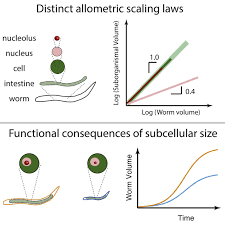 Each centriole is a ring of nine groups of fused microtubules. Tiny Component Of Cells Indicates Size Of Overall Animal Chemical And Biological Engineering