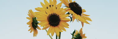 We have got 13 picture about aesthetic sunflowers pictures images, photos, pictures, backgrounds, and more. Tumblr