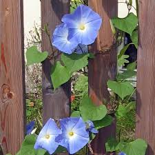 Image result for Ipomoea tricolor