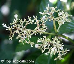 Image result for Psychotria succulenta