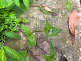 Image result for Persicaria nepalensis