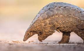 The pangolin's scaled body is comparable in appearance to a pine cone. Up To 2 7 Million Pangolins Are Poached Every Year For Scales And Meat Awf