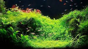 Aquarium With Live Plants Planted Aquarium Live Aquarium Plants Nature Aquarium