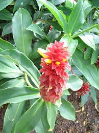Image result for Costus subbiflorus