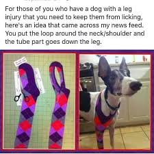 Pin On Dogs