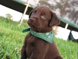 Chocolate Lab Puppy Oh My So Sweet Chien Mignon Chiots Mignons Chien