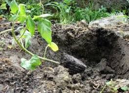 Les 5 Gestes A Faire Pour Bien Planter Ses Tomates Au Potager Planter Tomates Comment Planter Des Tomates Astuce Jardin