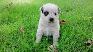 No puppies where found matching your criteria. 7 Special Care Tips For Blue Heeler Puppies