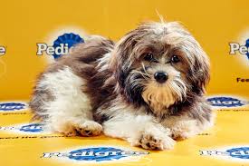 Specializing in puppies from established breeders. Hammered Lamb And Florida Little Dog Rescue To Host Puppy Bowl Party Bungalower