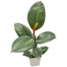 Image result for Ficus elastica