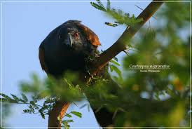 Music suara burung rambatan betina 100% free! Burung Bubut Jawa Yang Makin Langka Om Kicau