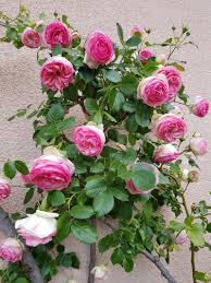 On ne présente plus le rosier grimpant pierre de ronsard® ; Roses Ducher Climbing Rose Pierre De Ronsard