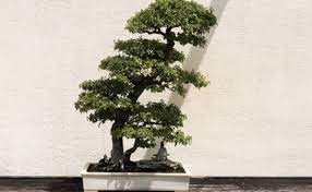 The bonsai tree seed is planted in suitable soil for a specific species. A Beginner S Guide To Bonsai Trees
