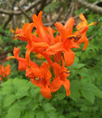 Image result for Tecoma capensis