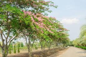 Image result for Cassia javanica