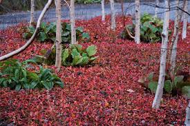 Image result for Persicaria