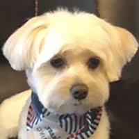Havanese Rescue