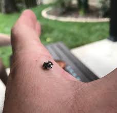 They are prodigious egg layers and like infesting hair in in human beings. Weird Bug Train Little Legs Under This Shell Thing Was Like A Hermit Crab Of Tree Debris Rva