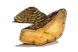 Image result for Phellinus rimosus