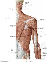 Human skeleton, posterior view (finished study for table ii). Shoulder Arm Atlas Of Anatomy