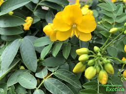 Image result for Senna floribunda