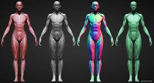 This is a table of skeletal muscles of the human anatomy. Male And Female Ecorche Update