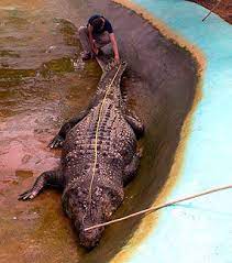 Encyclopédie sur la vie animale, à travers le monde, regroupant fiches, vidéos et articles sur nos amis les bêtes, et la multitude d'espèce vivant sur notre belle planète. Le Plus Grand Crocodile Du Monde Lolong Le Crocodile Marin Qui Terrorise Les Marecages Des Philippines