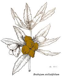 Image result for Trichoscypha ulugurensis