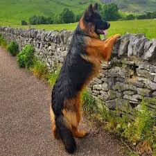 German Shepherd Dog Gsd On Instagram How Beautiful Follow Kennel Adorator Kennel Adorato In 2020 German Shepherd Dogs Shepherd Dog German Shepherd Pictures