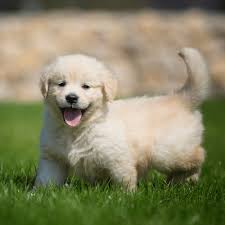What Does An English Cream Retriever Cost Puppy Prices Expenses