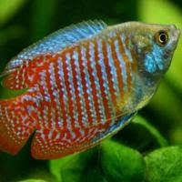 They have a bright iridescent sheen to their body with notable color morphs that give out striking visuals. Neon Blue Dwarf Gourami Trichogaster Lalius Species Profile Aquariumdomain Com
