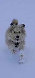 Meet Arnie...Mioritic or not Mioritic, that is the question... We think he  may have been crossed with a donkey!😍