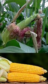 Thin to one plant every 15 inches. Planting And Growing Guide For Maize Zea Mays Var Rugosa