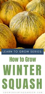 If you plant your squash too early, it won't survive. How To Grow Winter Squash 9 Tips For Growing Winter Squash Growing In The Garden