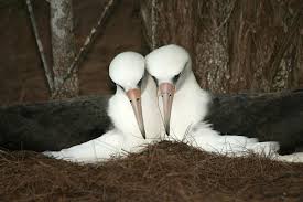Mated Pair Of Kauai Albatross