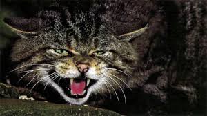 Image result for picture of feral