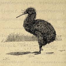 Kiwi Emu Birds That Cannot Fly Kiwi Bird Digital Image For Transfers Tote Bags T Shirts Paper Cards Towels Burlap High Quality 300dpi No 081 Clip Art Vintage Digital Image Kiwi Bird