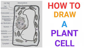 4 the shape of a cell is related to its function do all cells look the same? How To Draw A Plant Cell Plants Botany Easily Quickly Well Labelled Diagram Youtube
