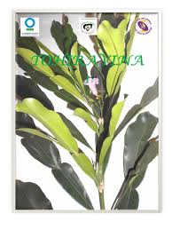 Image result for Erythroxylum platycladum