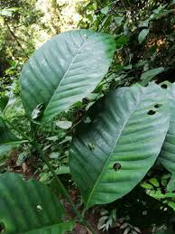 Image result for Tabernaemontana crassa