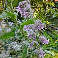 Image result for Polygala senensis