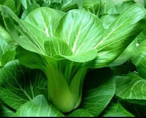 Hạt giống Cải Thìa Cọng Xanh (Cải Chip) - Thủy canh Trí Toàn