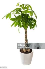 Image result for pachira obrázek