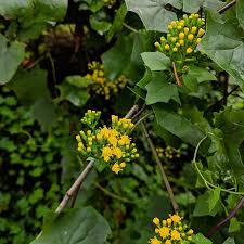 Image result for Delairea odorata