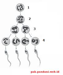 Check spelling or type a new query. Perhatikan Gambar Ilustrasi Proses Gametogenesis Berikut Berdasarkan Gambar Yang Ditunjukan Oleh Nomor 2 Dan 4 Berturut Turut Adalah Blog Pak Pandani