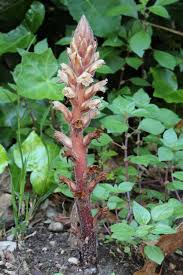 Image result for Orobanche minor