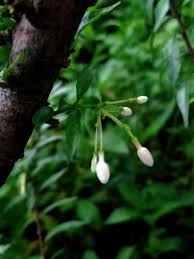 Image result for Wrightia natalensis