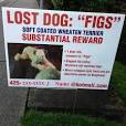 Image result for lost dog signs