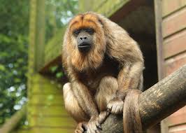 Maybe you would like to learn more about one of these? Exmoor Zoo